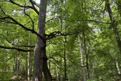 Mazurski-Park-Krajobrazowy-zwiedzanie-seniorzy-Gizycko-13.06.2025-fot.-mks67