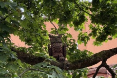 EcoCamp-Festiwal-dla-Ziemi-rejon-wilenski-24-26.05.2025-fot.-FOWJM-mks233