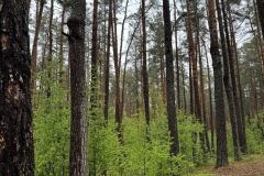 EcoCamp-Festiwal-dla-Ziemi-rejon-wilenski-24-26.05.2025-fot.-FOWJM-mks87