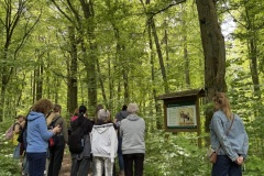 Spacery-z-lesnikiem-22Lesne-czwartki22-22.05.2025-MKS16