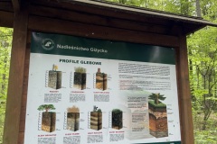Spacery-z-lesnikiem-22Lesne-czwartki22-22.05.2025-MKS23