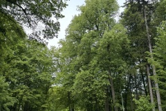 Spacery-z-lesnikiem-22Lesne-czwartki22-22.05.2025-MKS3