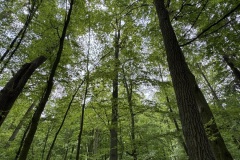 Spacery-z-lesnikiem-22Lesne-czwartki22-22.05.2025-MKS31