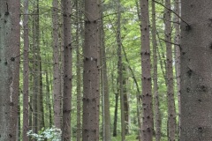 Spacery-z-lesnikiem-22Lesne-czwartki22-22.05.2025-MKS32