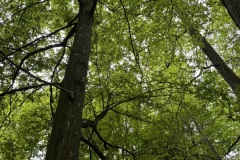 Spacery-z-lesnikiem-22Lesne-czwartki22-22.05.2025-MKS43