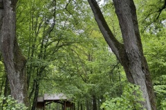 Spacery-z-lesnikiem-22Lesne-czwartki22-22.05.2025-MKS5