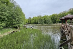 Spacery-z-lesnikiem-22Lesne-czwartki22-22.05.2025-MKS71