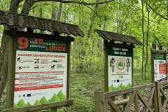 Spacery-z-lesnikiem-22Lesne-czwartki22-22.05.2025-MKS74