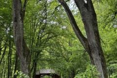 Spacery-z-lesnikiem-22Lesne-czwartki22-22.05.2025-MKS9